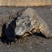 dragon_komodo_hsb_rinca_v_1498_kom3843.jpg